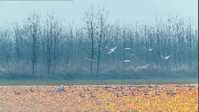 看长沙｜落霞与孤鹜齐飞——在长沙湿地，于画中观鸟